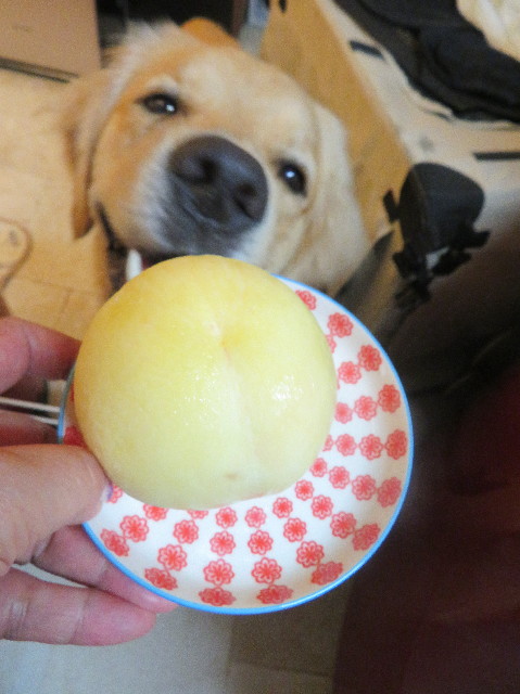 ファイル 7226-2.jpg