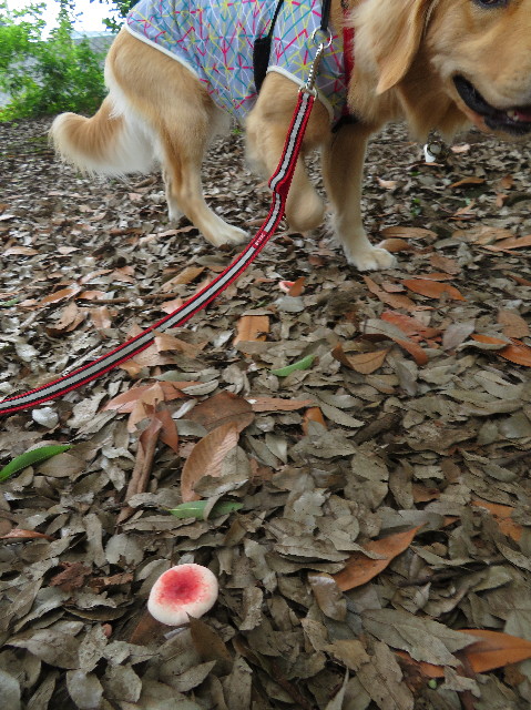 ファイル 7233-2.jpg