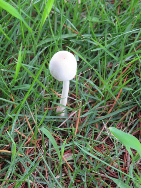 ファイル 7233-3.jpg