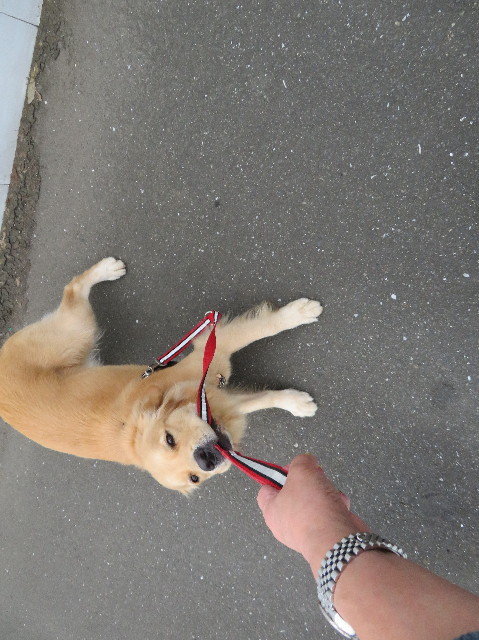 ファイル 7234-2.jpg