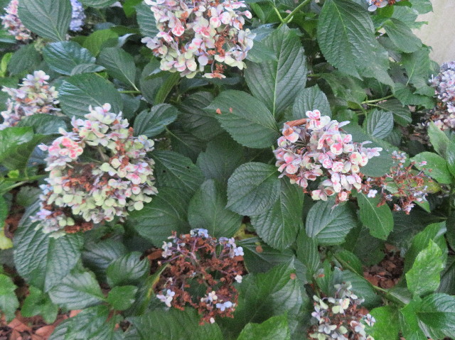 ファイル 7236-3.jpg