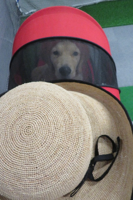 ファイル 7237-5.jpg