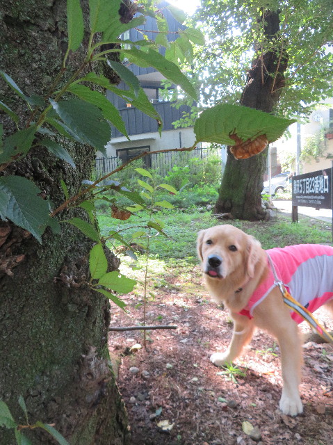 ファイル 7241-4.jpg