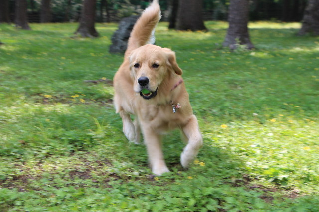 ファイル 7247-5.jpg