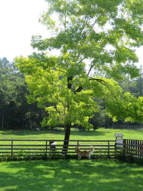 ファイル 7248-5.jpg