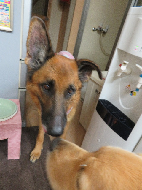 ファイル 7255-2.jpg