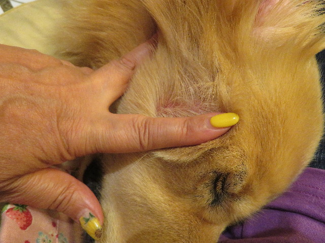 ファイル 7256-5.jpg