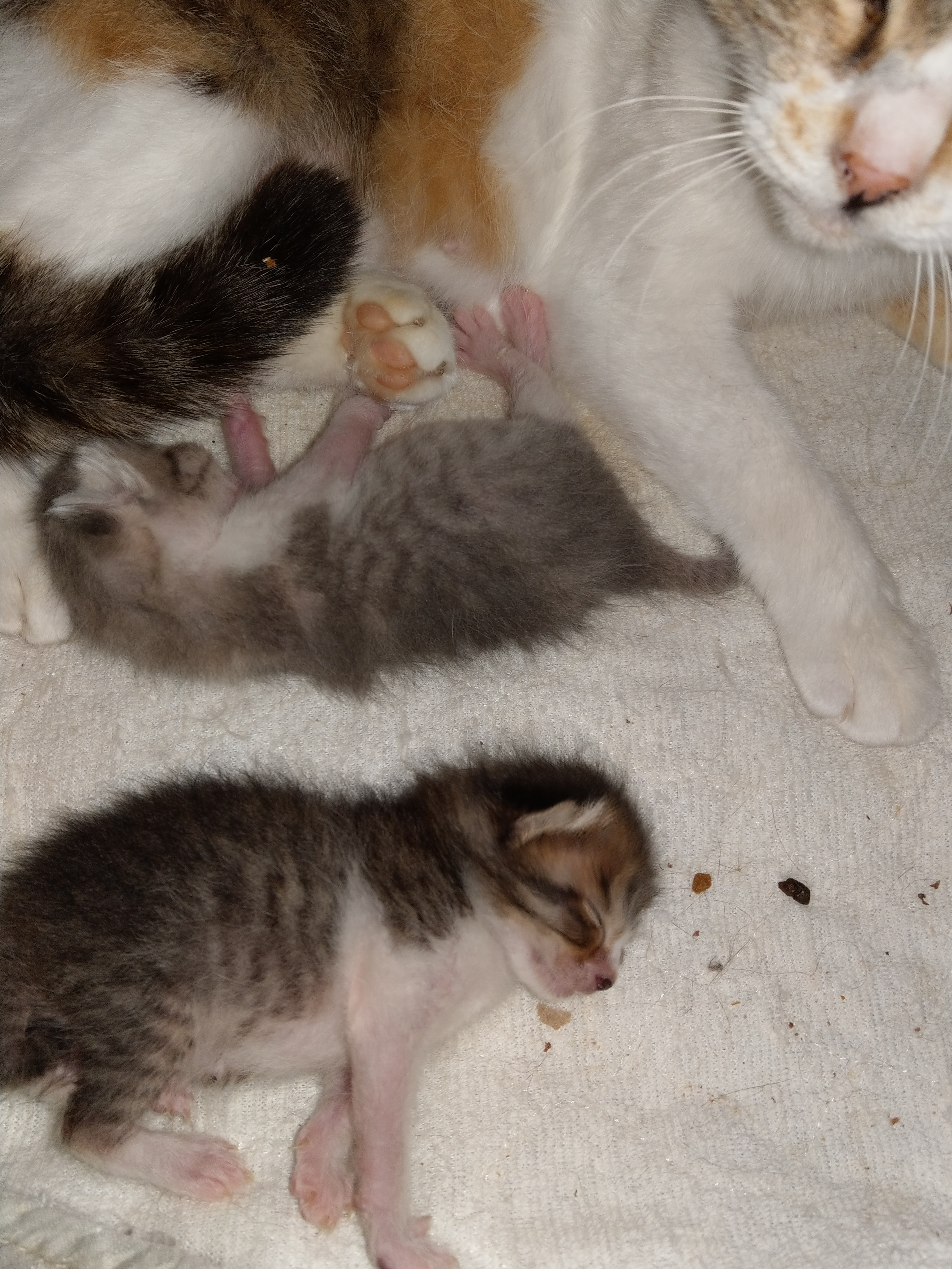 ファイル 7266-1.jpg