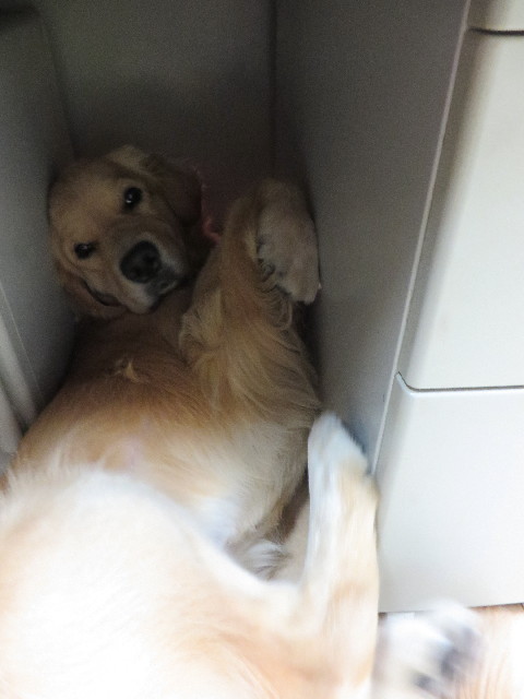 ファイル 7296-3.jpg