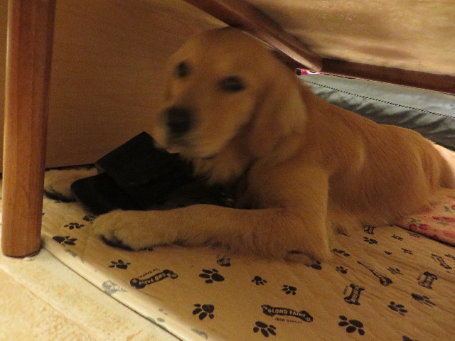 ファイル 7296-4.jpg