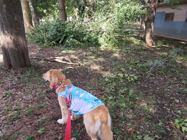 ファイル 7300-4.jpg