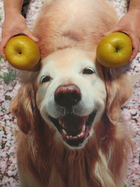 ファイル 7312-2.jpg