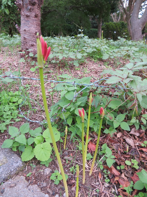 ファイル 7315-3.jpg