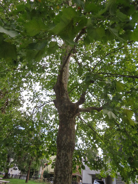 ファイル 7317-1.jpg