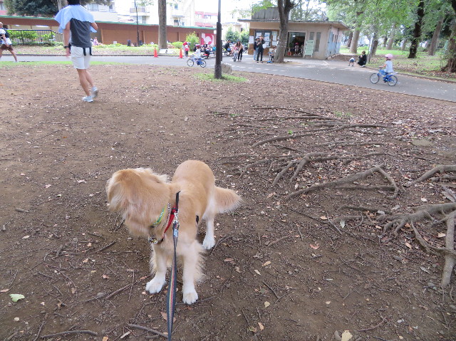 ファイル 7325-1.jpg