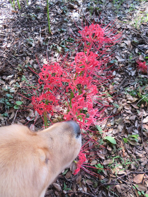 ファイル 7328-3.jpg