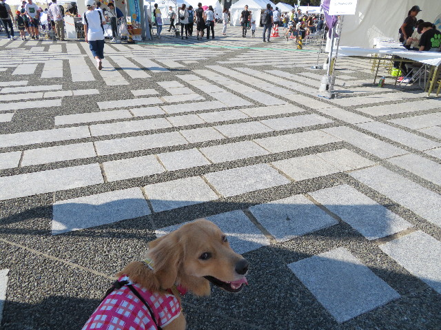 ファイル 7333-1.jpg