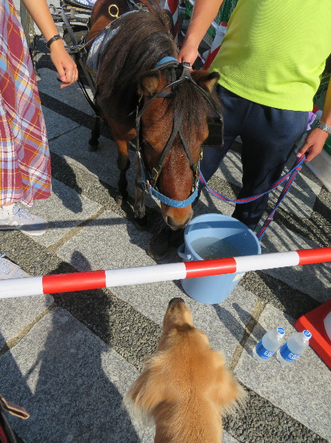 ファイル 7333-2.jpg