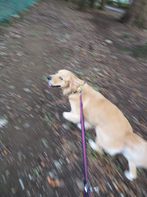 ファイル 7337-1.jpg