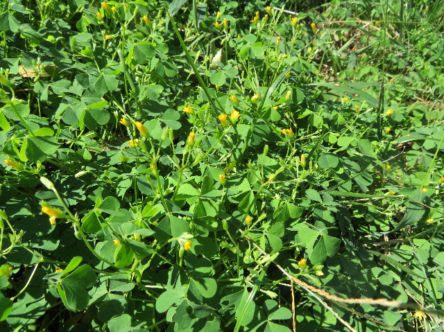 ファイル 7342-5.jpg