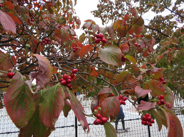 ファイル 7351-4.jpg