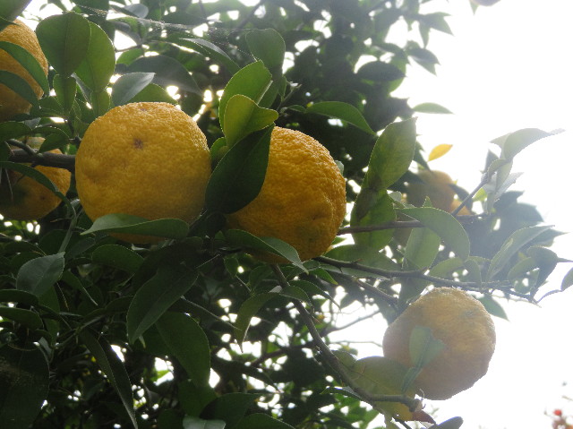 ファイル 7363-2.jpg