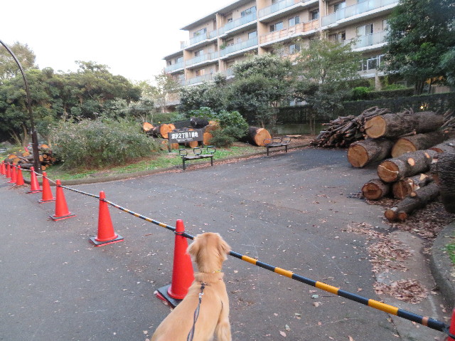 ファイル 7367-3.jpg