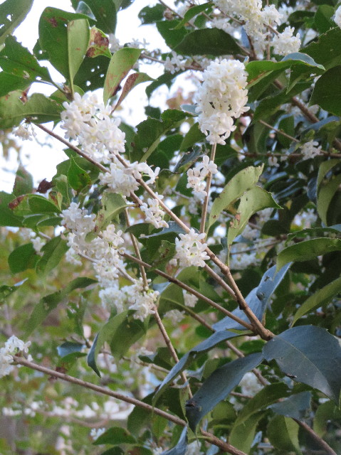 ファイル 7373-1.jpg