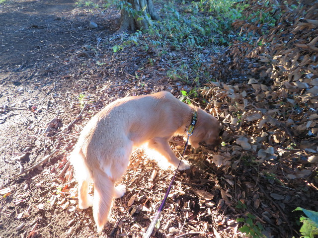 ファイル 7374-2.jpg