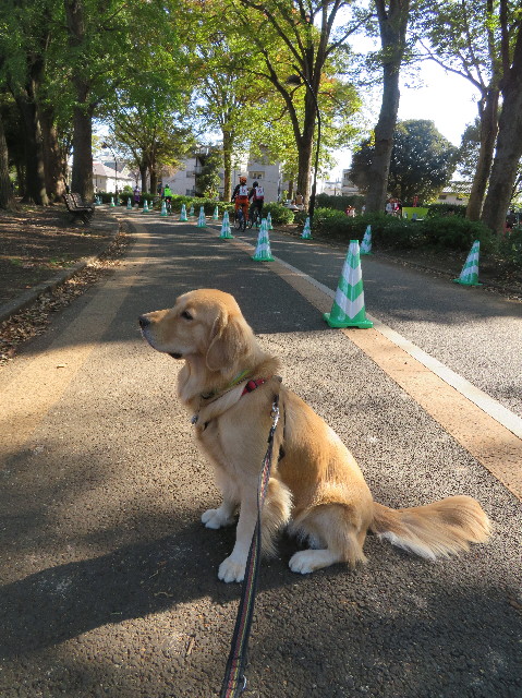 ファイル 7380-1.jpg