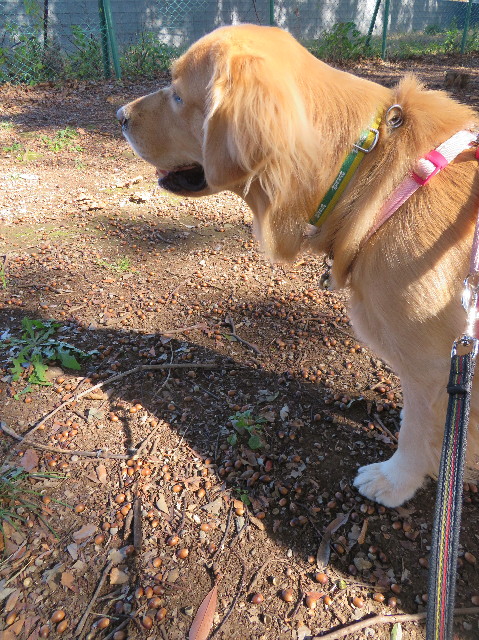 ファイル 7386-3.jpg