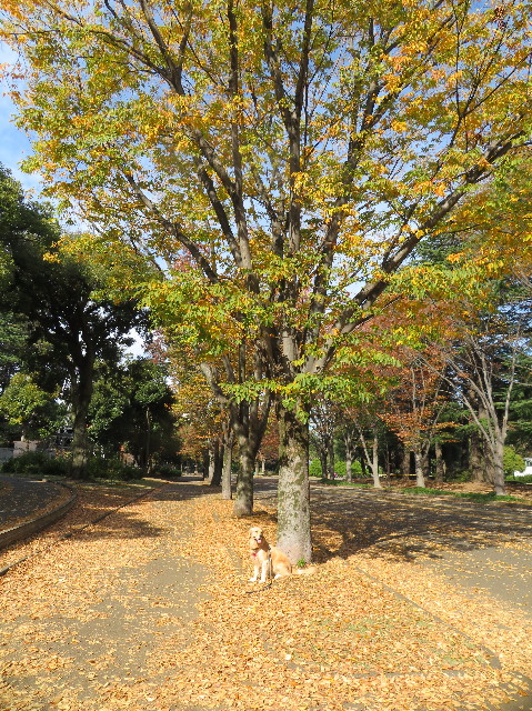 ファイル 7388-1.jpg