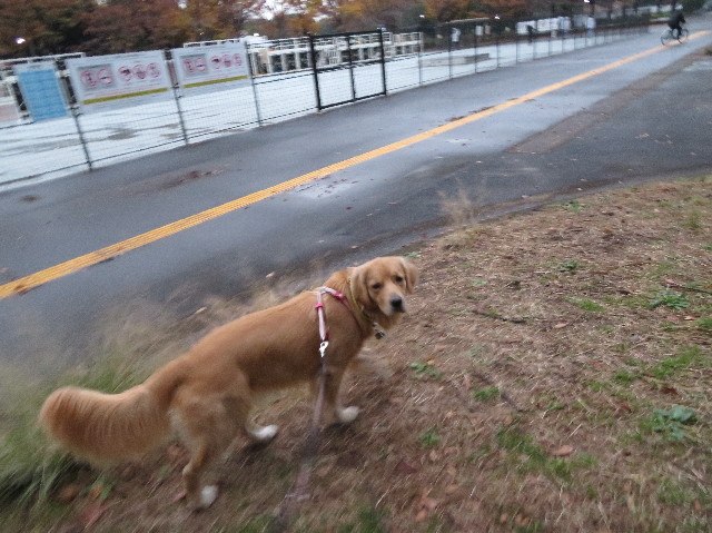 ファイル 7398-1.jpg