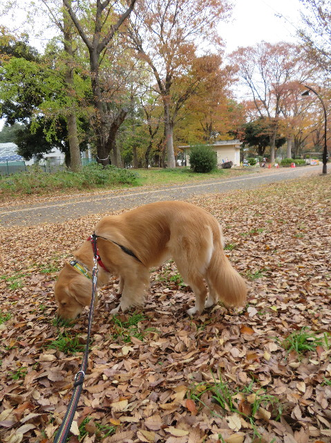 ファイル 7407-1.jpg