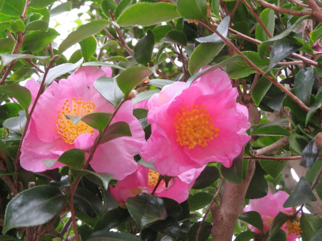 ファイル 7410-1.jpg