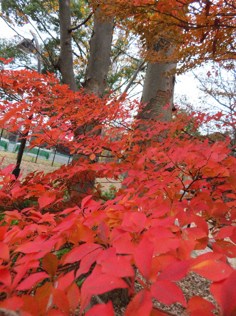 ファイル 7410-5.jpg