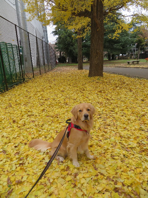 ファイル 7417-3.jpg