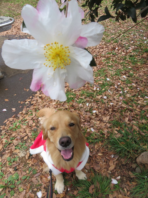 ファイル 7431-1.jpg