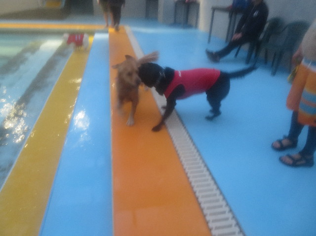 ファイル 7436-3.jpg