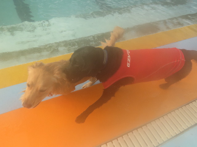 ファイル 7441-1.jpg