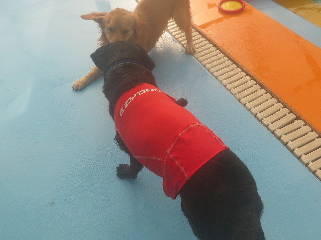 ファイル 7441-4.jpg