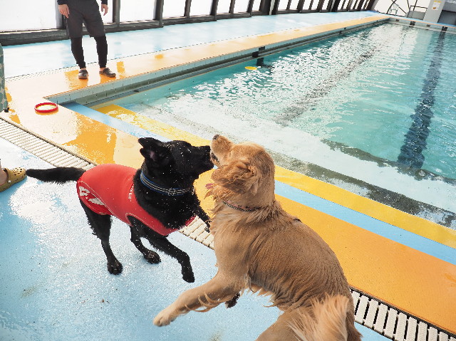 ファイル 7455-1.jpg