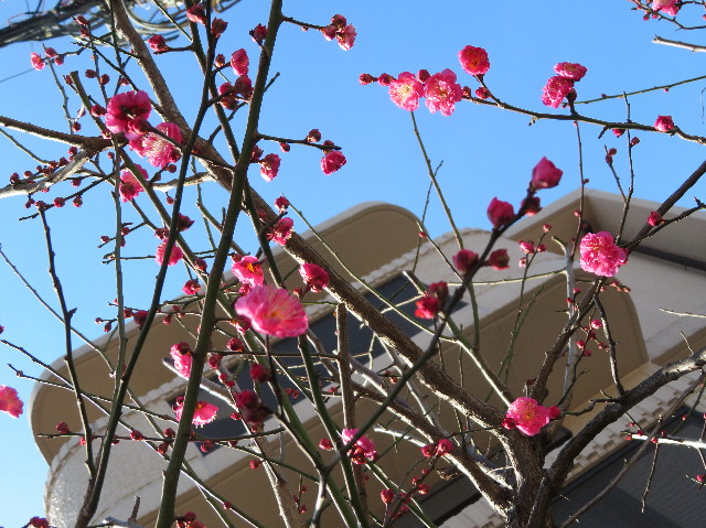 ファイル 7458-1.jpg