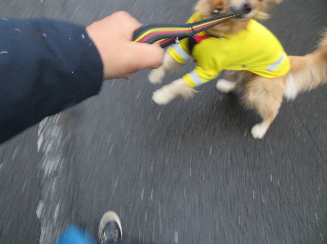 ファイル 7459-1.jpg