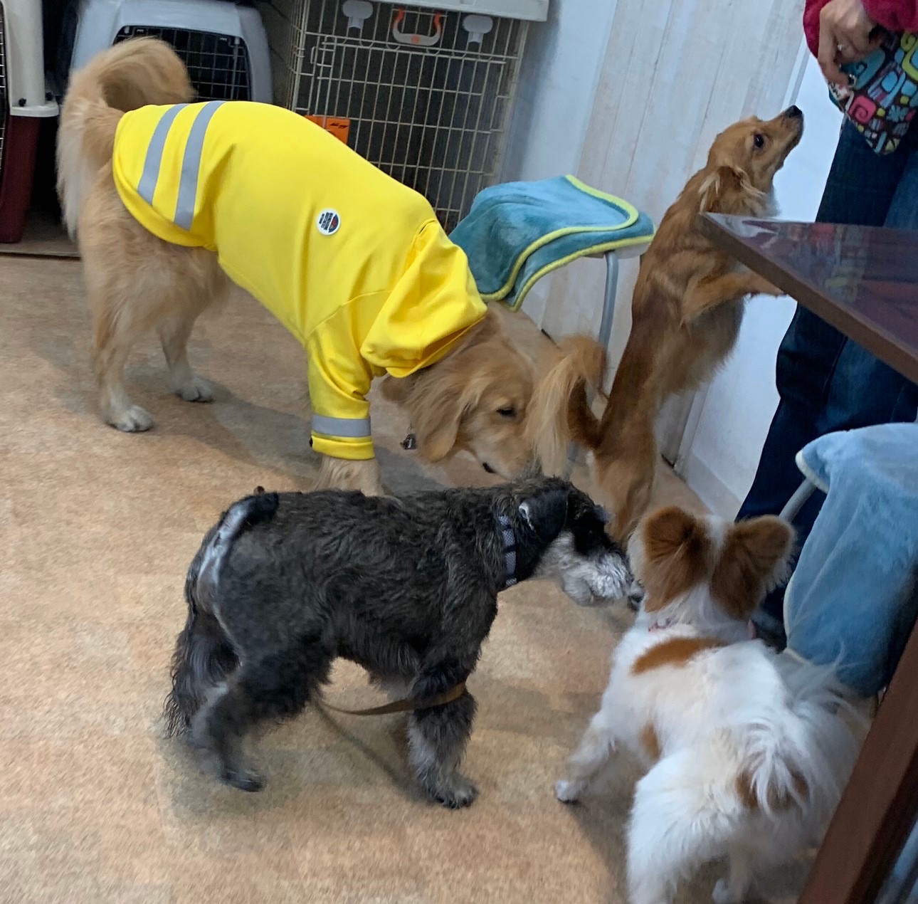 ファイル 7466-1.jpg