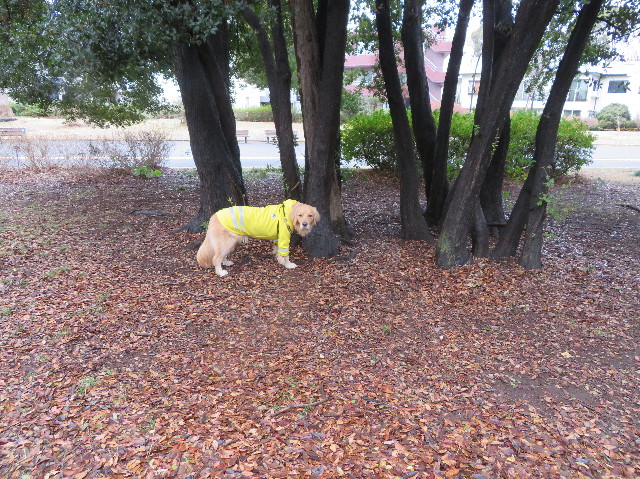 ファイル 7468-4.jpg