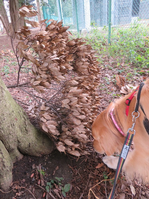 ファイル 7469-2.jpg