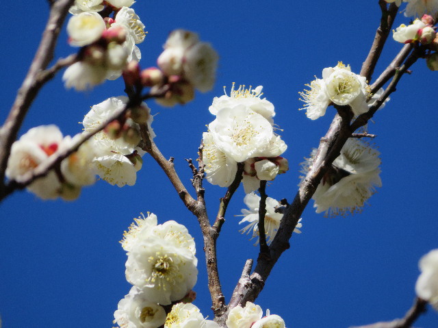 ファイル 7473-3.jpg