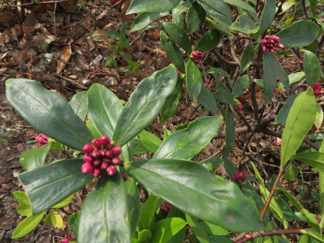 ファイル 7479-3.jpg