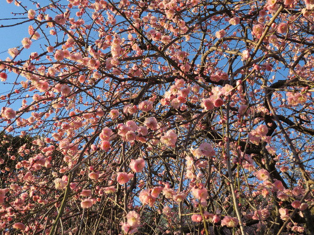 ファイル 7480-3.jpg